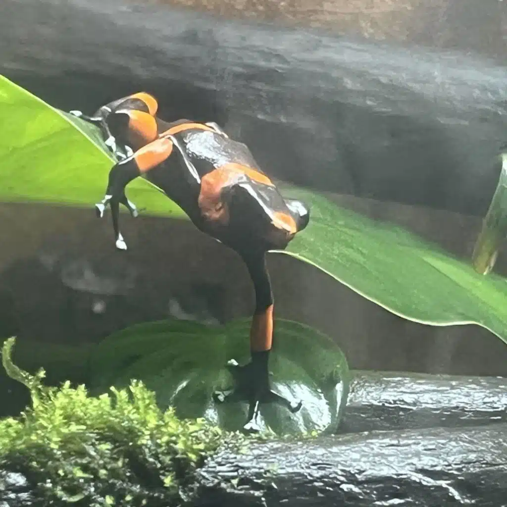 För snygg för sitt eget bästa