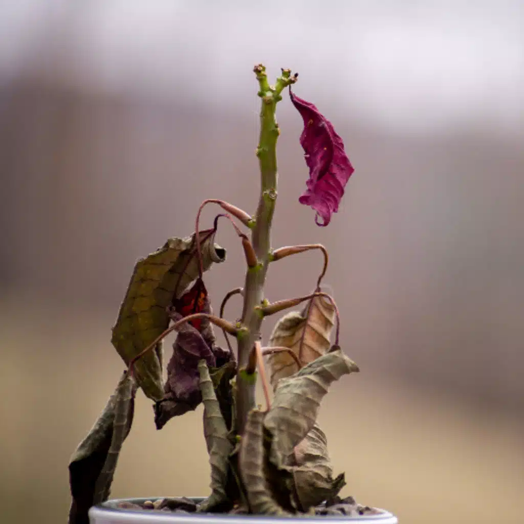 The Sins of the Father - Adam Kohlstrom