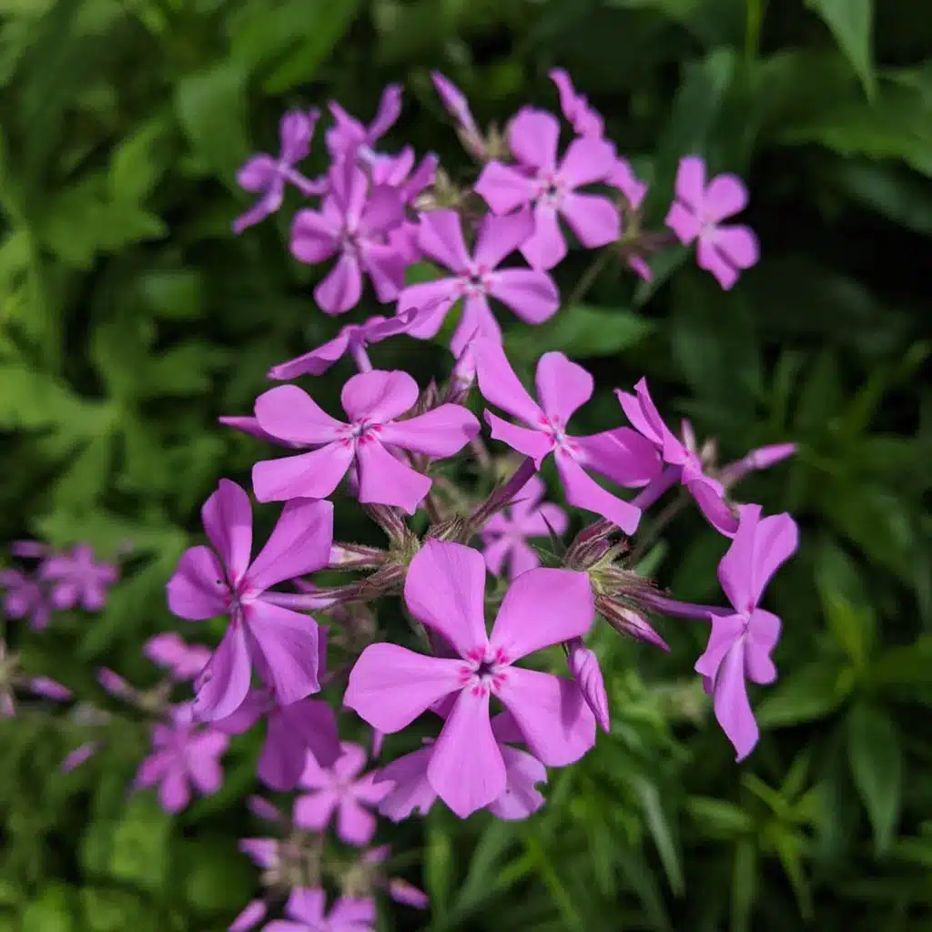 Ep. 534 - Self-Incompatibility in Phlox