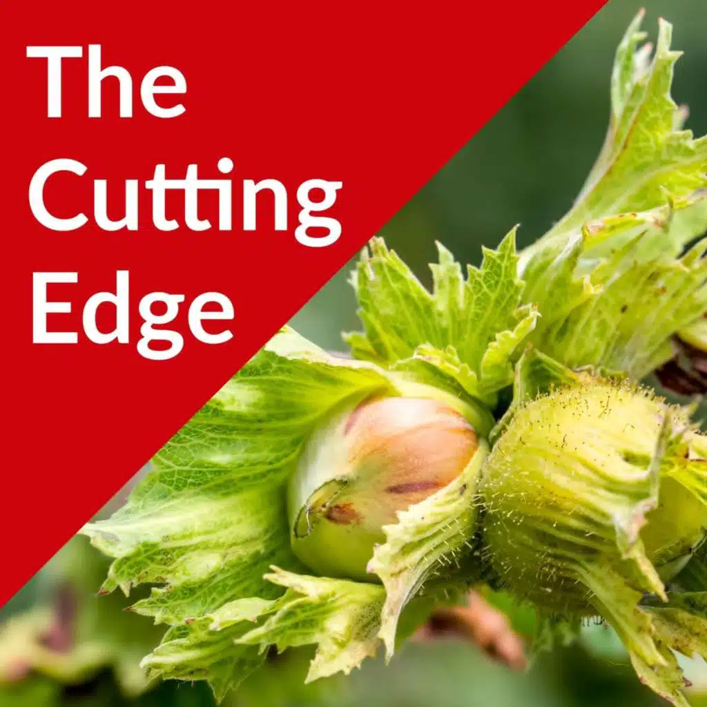 Episode #50: UMHDI Hazelnut Breeding Update