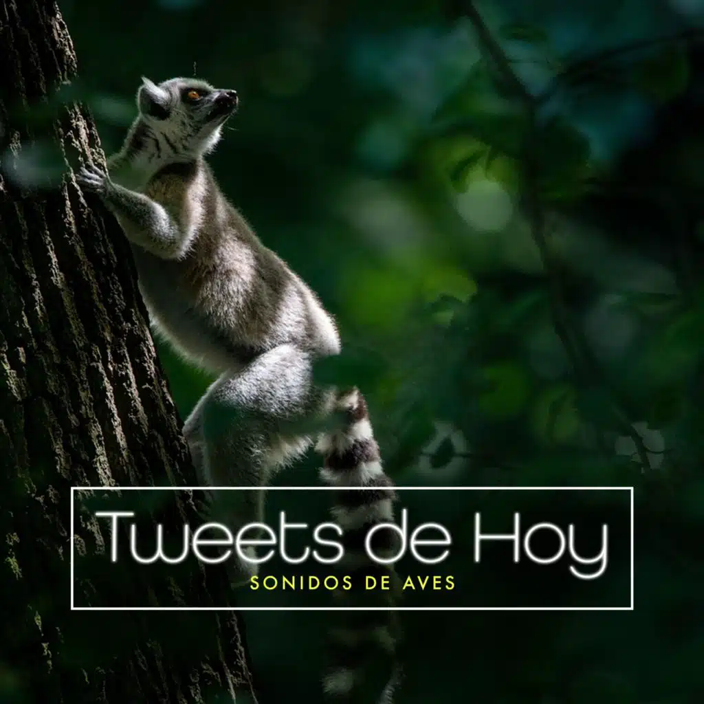 Sonidos De Aves