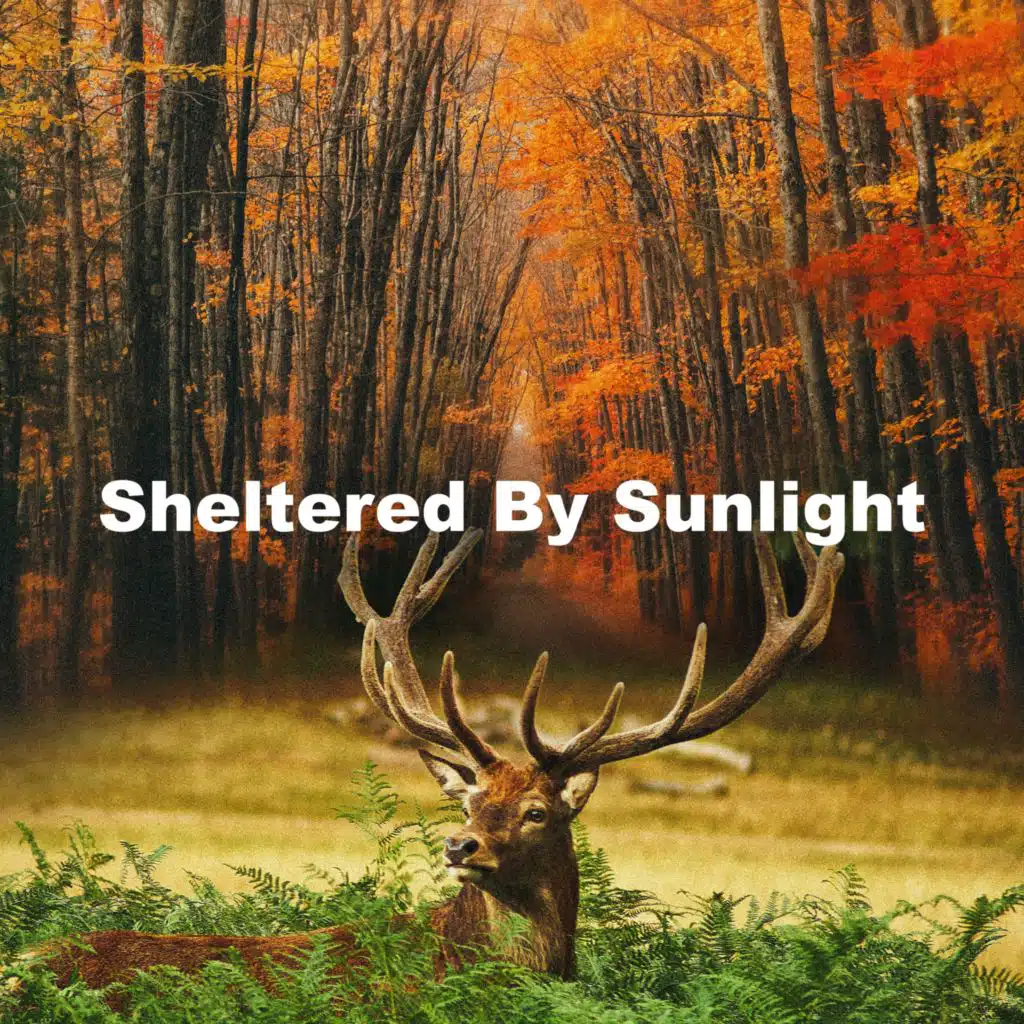 ASMR Nature Rain Sleep