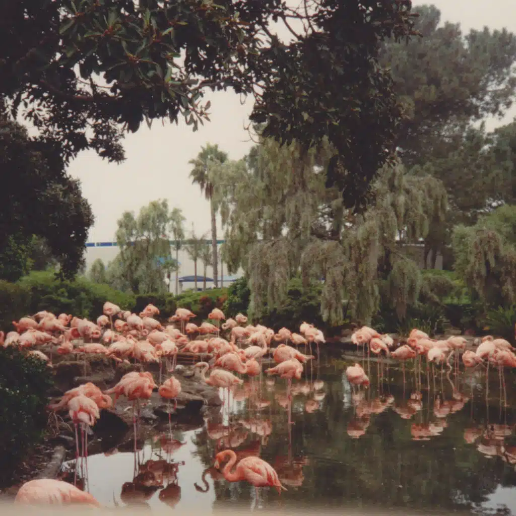 Violla & Viola Violi