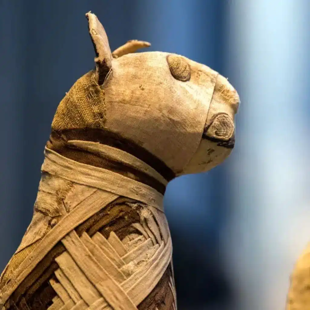 Las mascotas en el antiguo Egipto: una compañía sagrada en el mundo terrenal y en el Más Allá