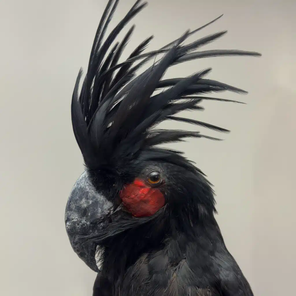 Samson For President