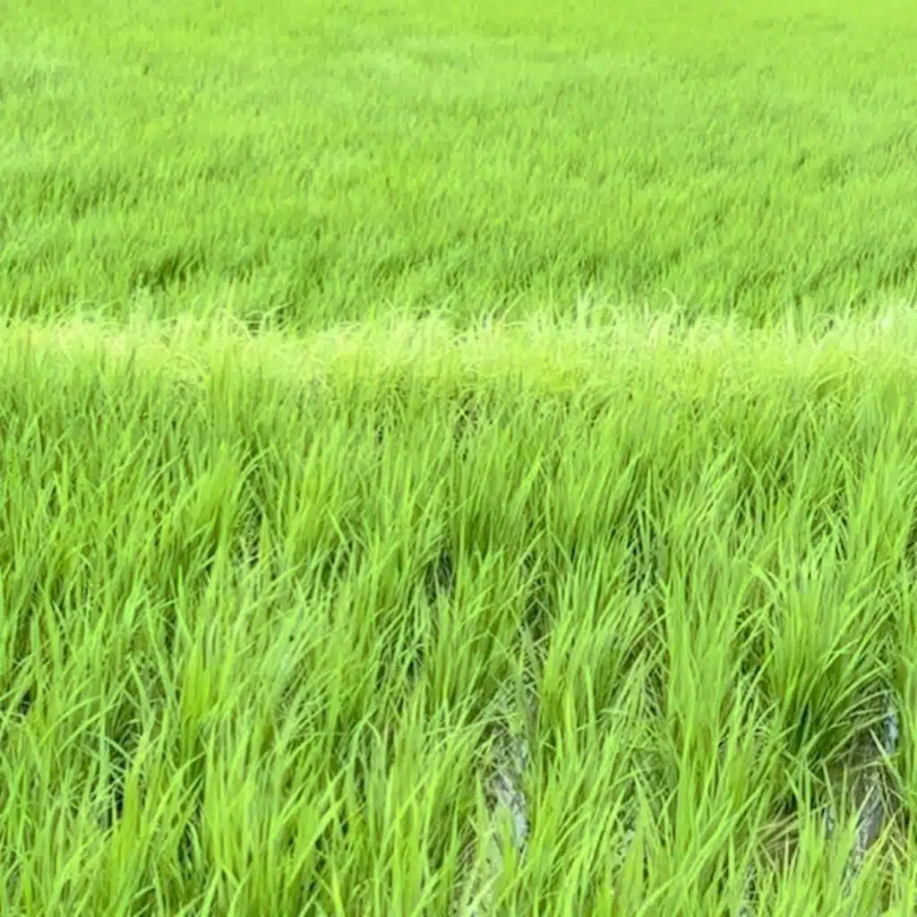 The Smell of the Moon