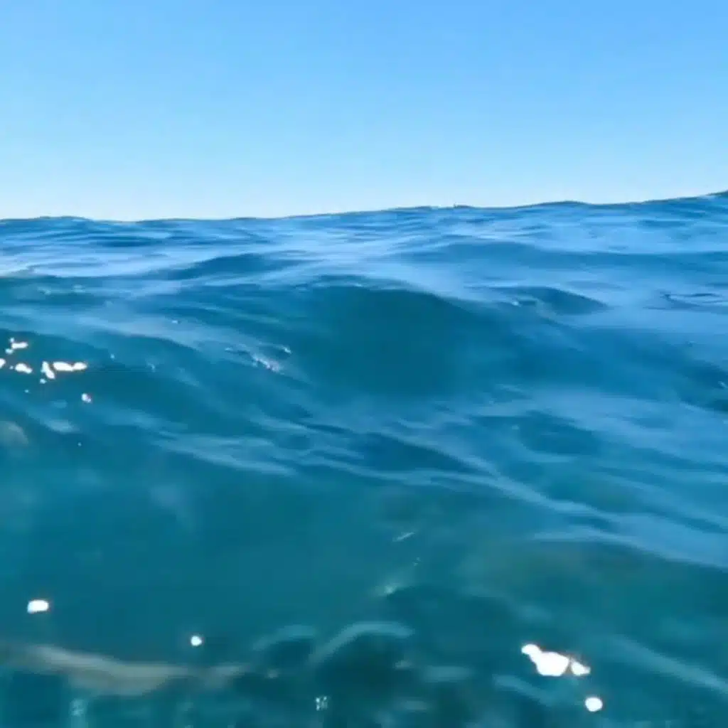 Dr. Sounds, Alexander Forselius & Buddhaflow