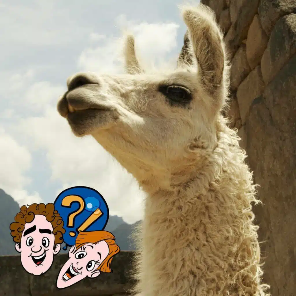 Kann man mit Lamas einen Kirschkern-Weitspuck-Wettbewerb machen?