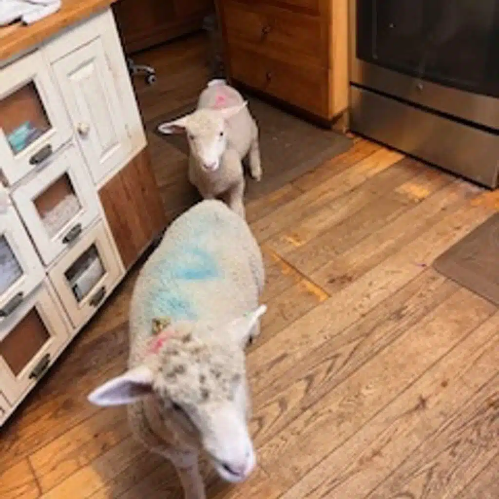 The Importance of Lazy & Soul