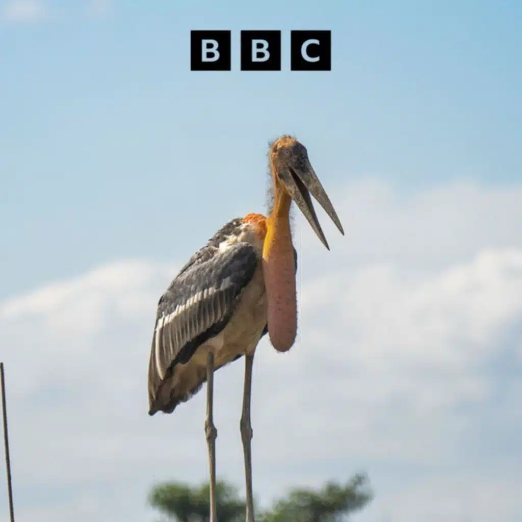 The Happy Pod: How baby showers saved a rare bird