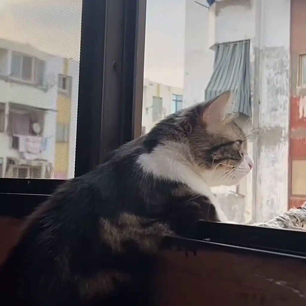 Tawfeek switching moods