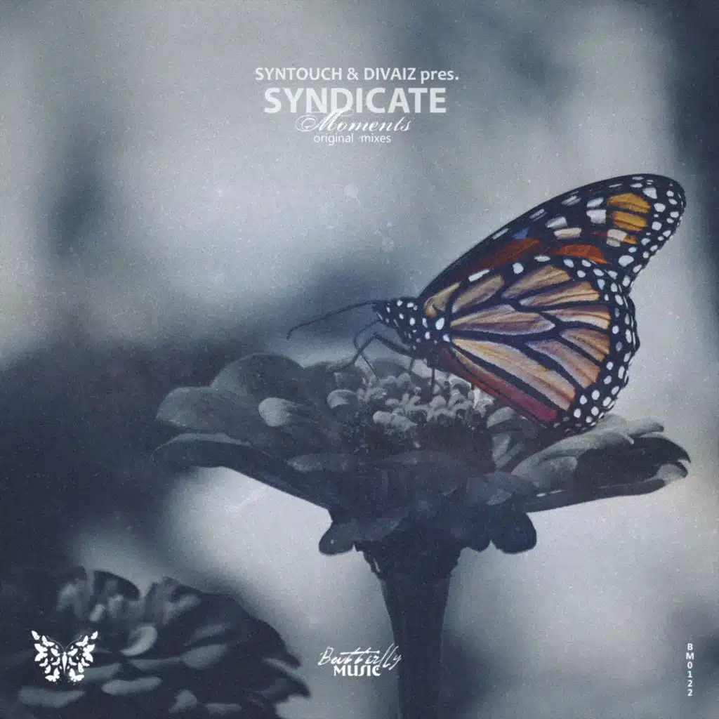Divaiz, Syntouch & SYNDICATE
