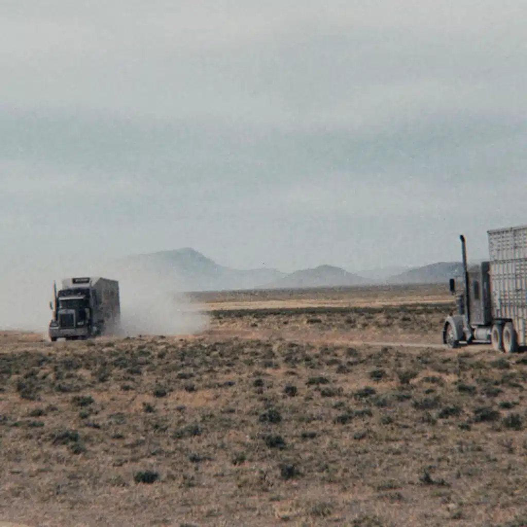 Return of the Buffalo