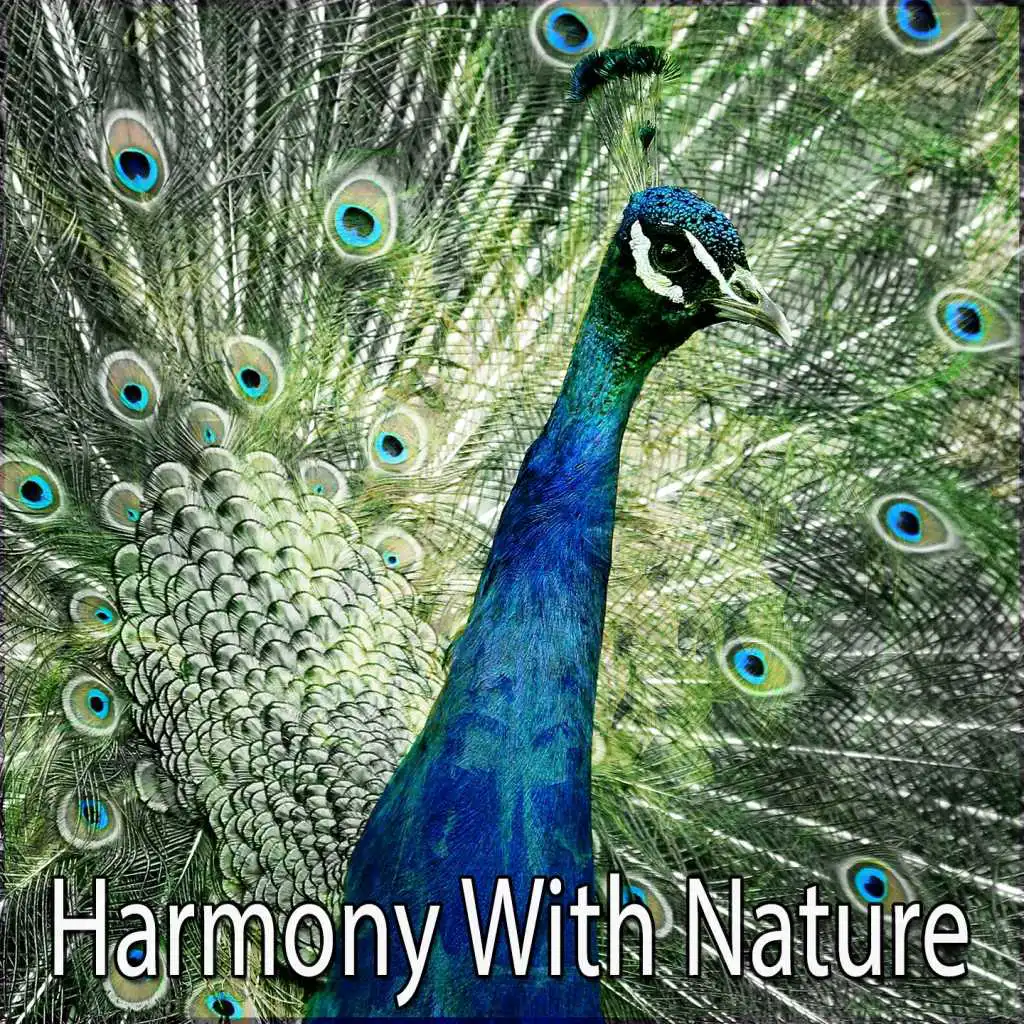 Harmony With Nature
