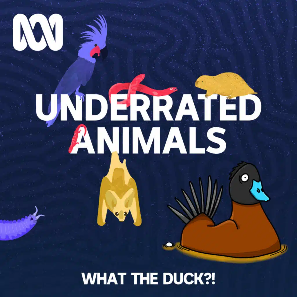 Australia's most underrated animal: Winner!