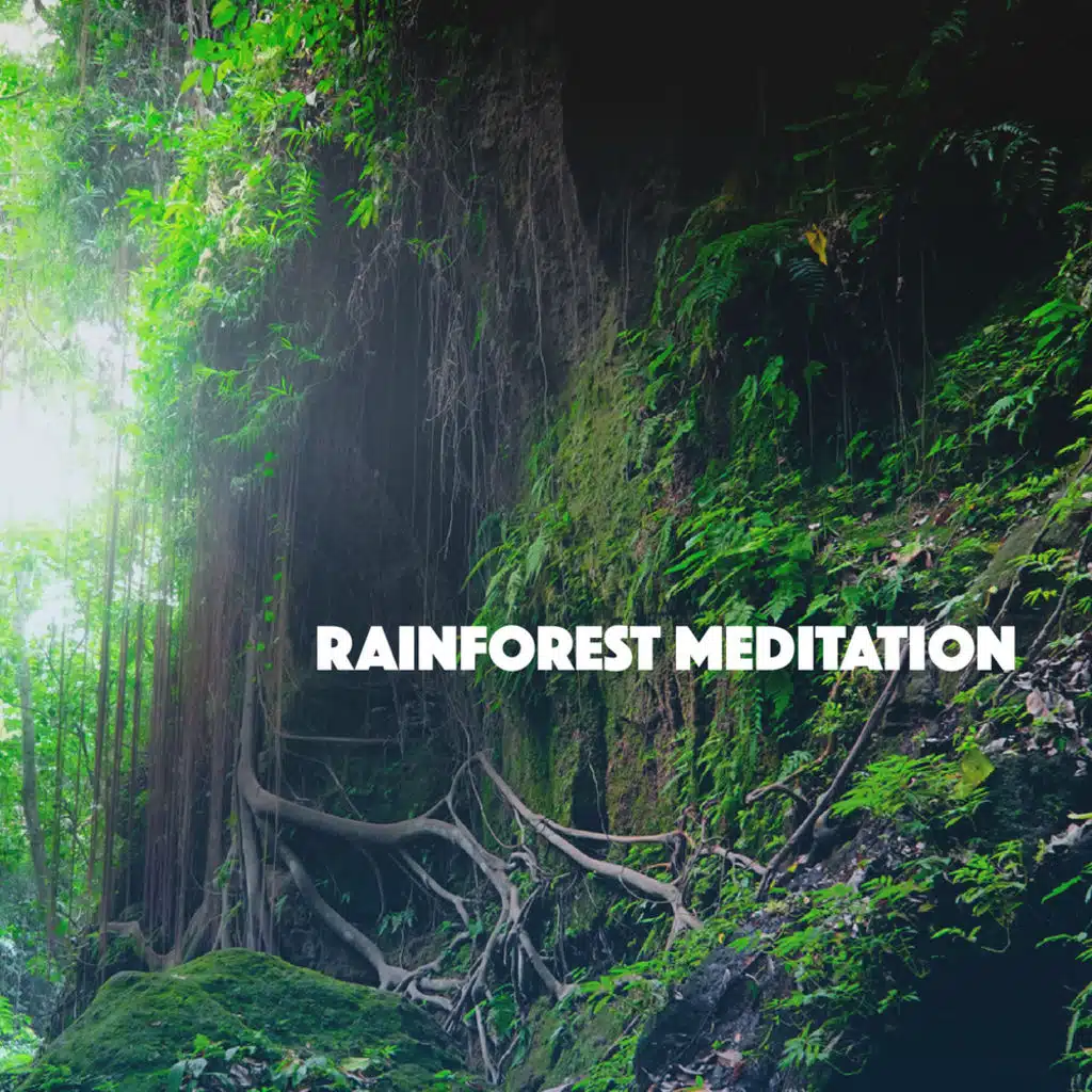 Rainforest Meditation