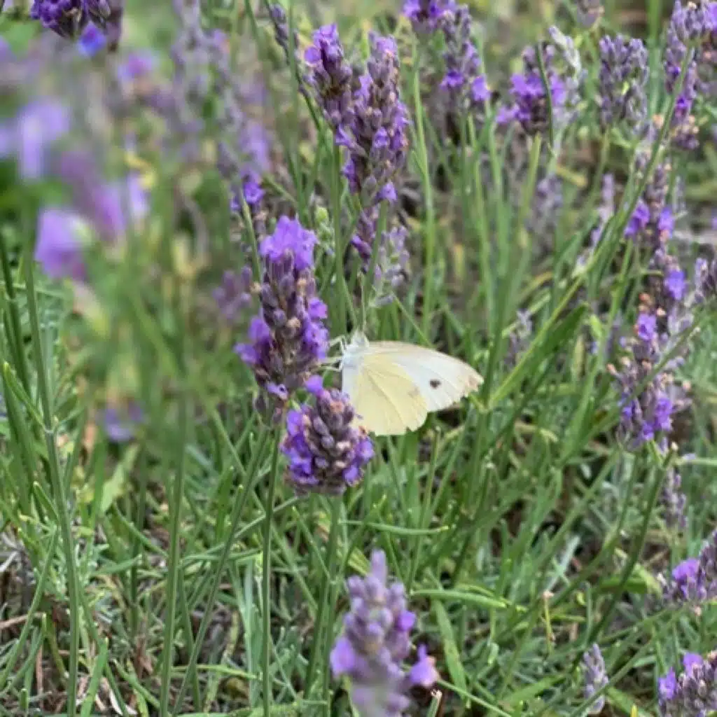 SLP 507: Self Love Quicky - Honouring Loss, Grief and Renewal