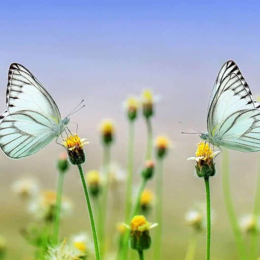Powerful Guided Visualization, Surrender, Let Go, Release, Journey to the Waterfall.