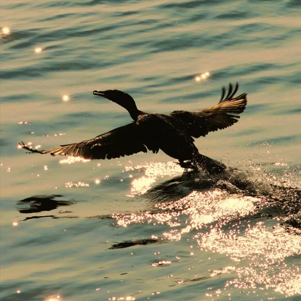 Gothic Knight Love Song