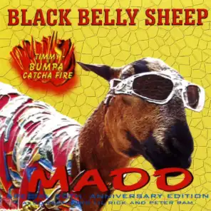 Black Belly Sheep