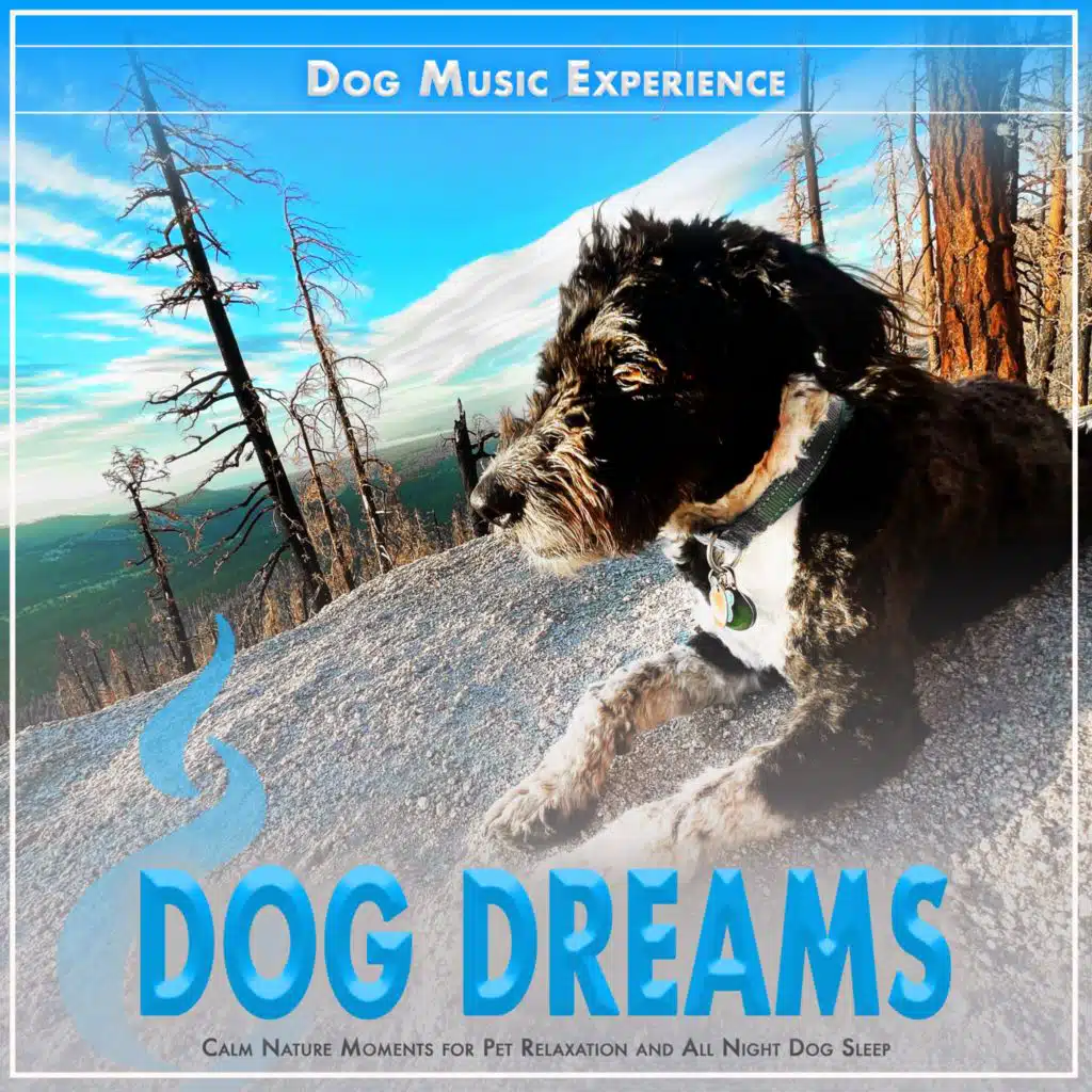 Dog Music Experience