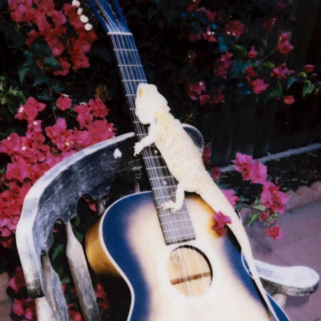 Grave Flowers Bongo Band