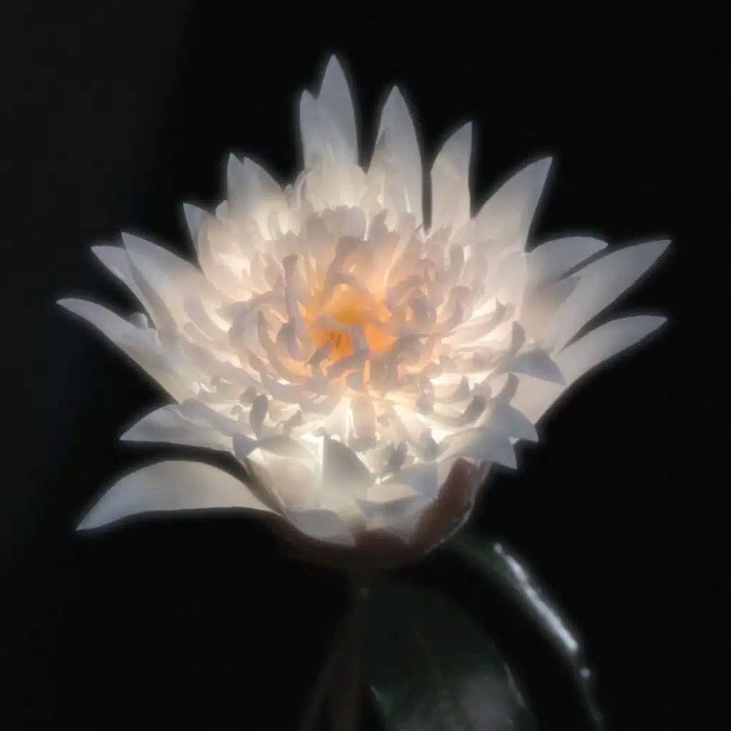 Margot (Telenoir Version)