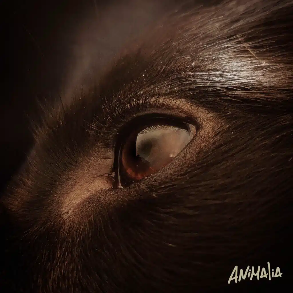 Animales Del Norte