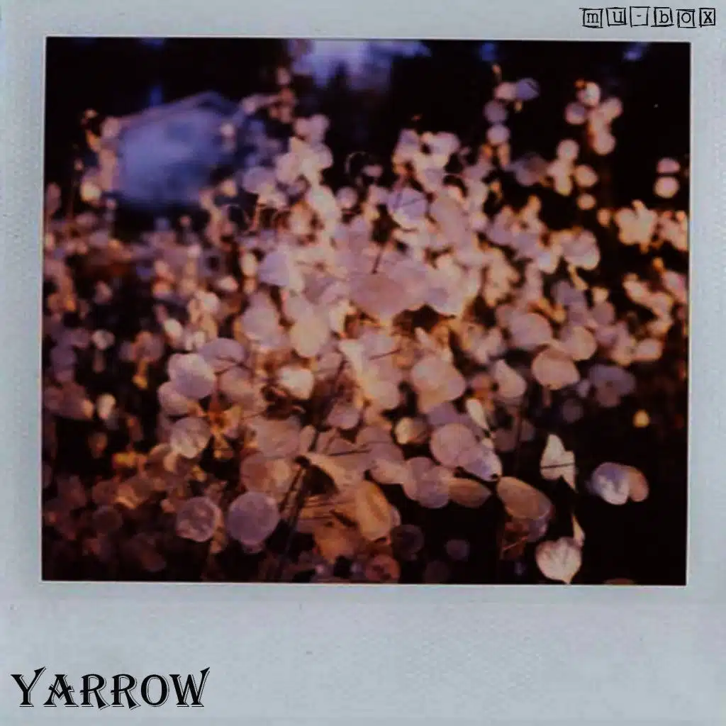 Yarrow
