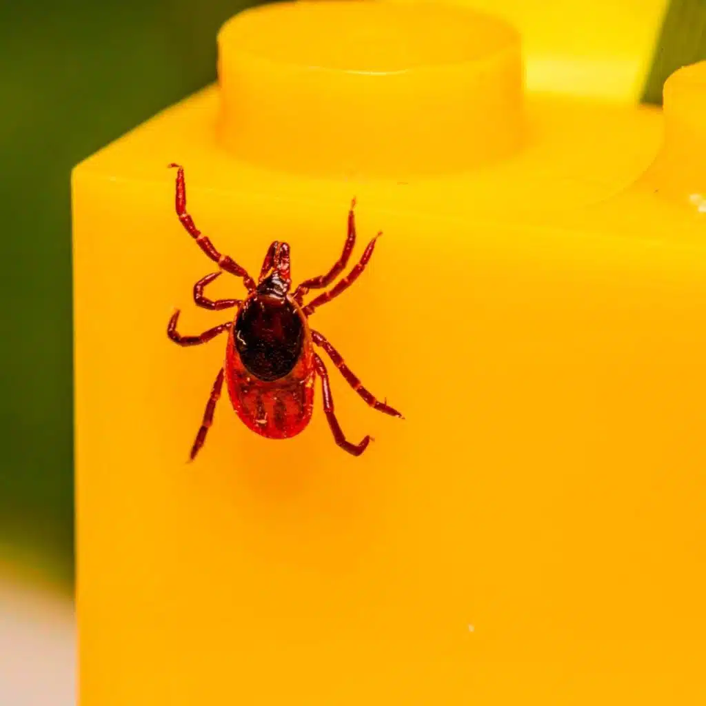 2/2 Maladie de Lyme:  guide clair pour les généralistes