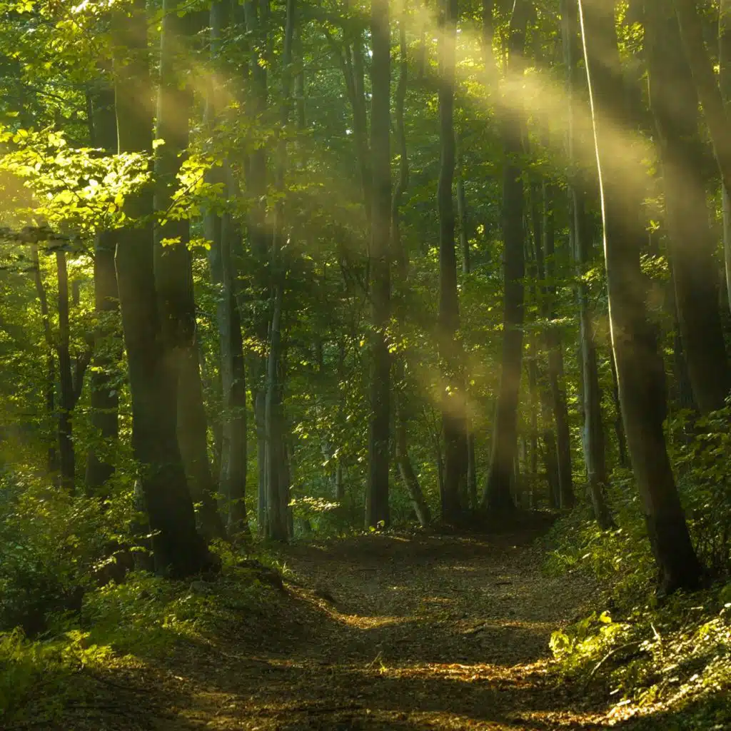 気持ちなごむ安らぎの森カフェリラックスピアノ