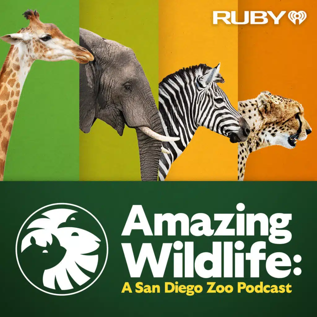 The Wildlife Health Team—Crucial to Conservation