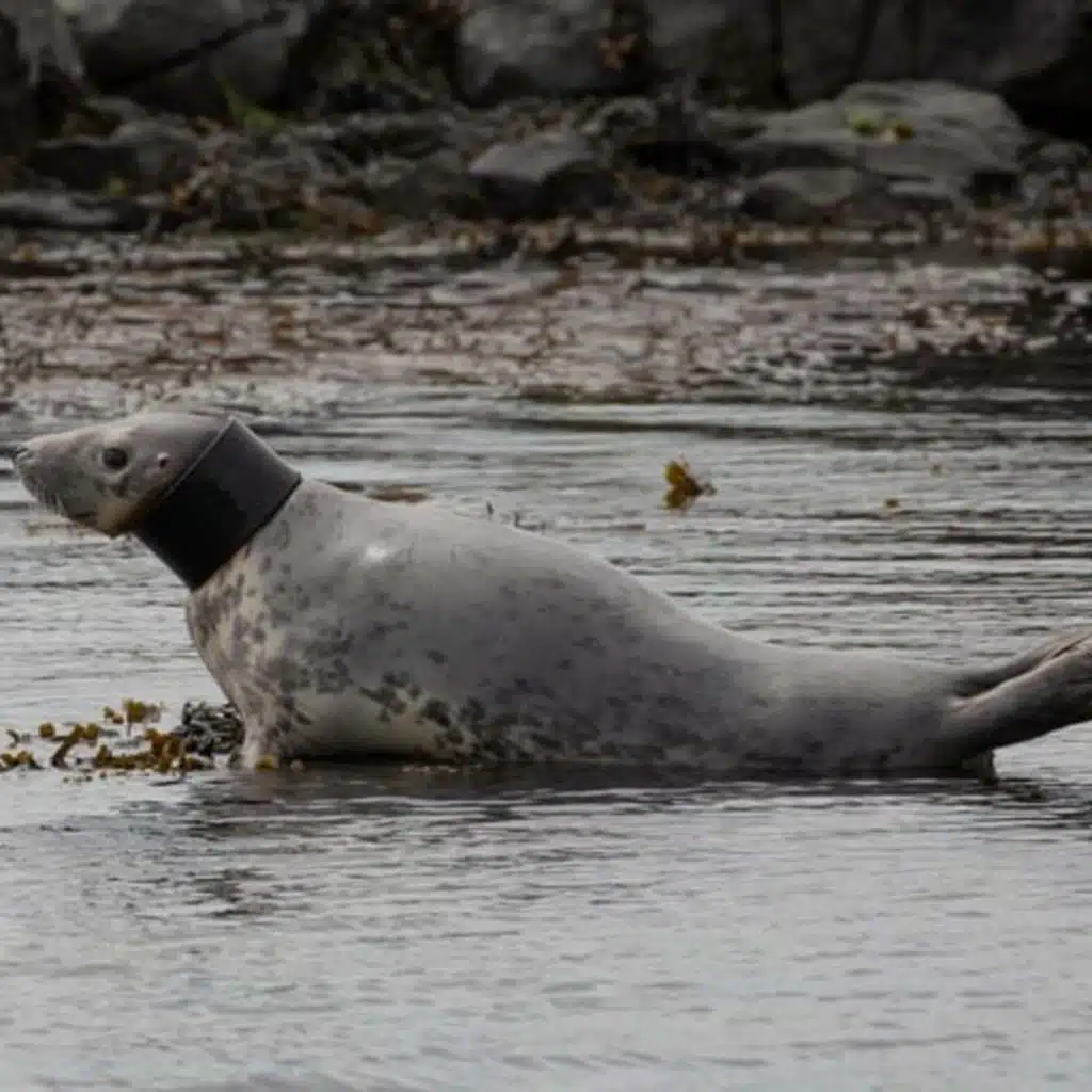 Seal with rubber tube around its neck being monitored by authorities
