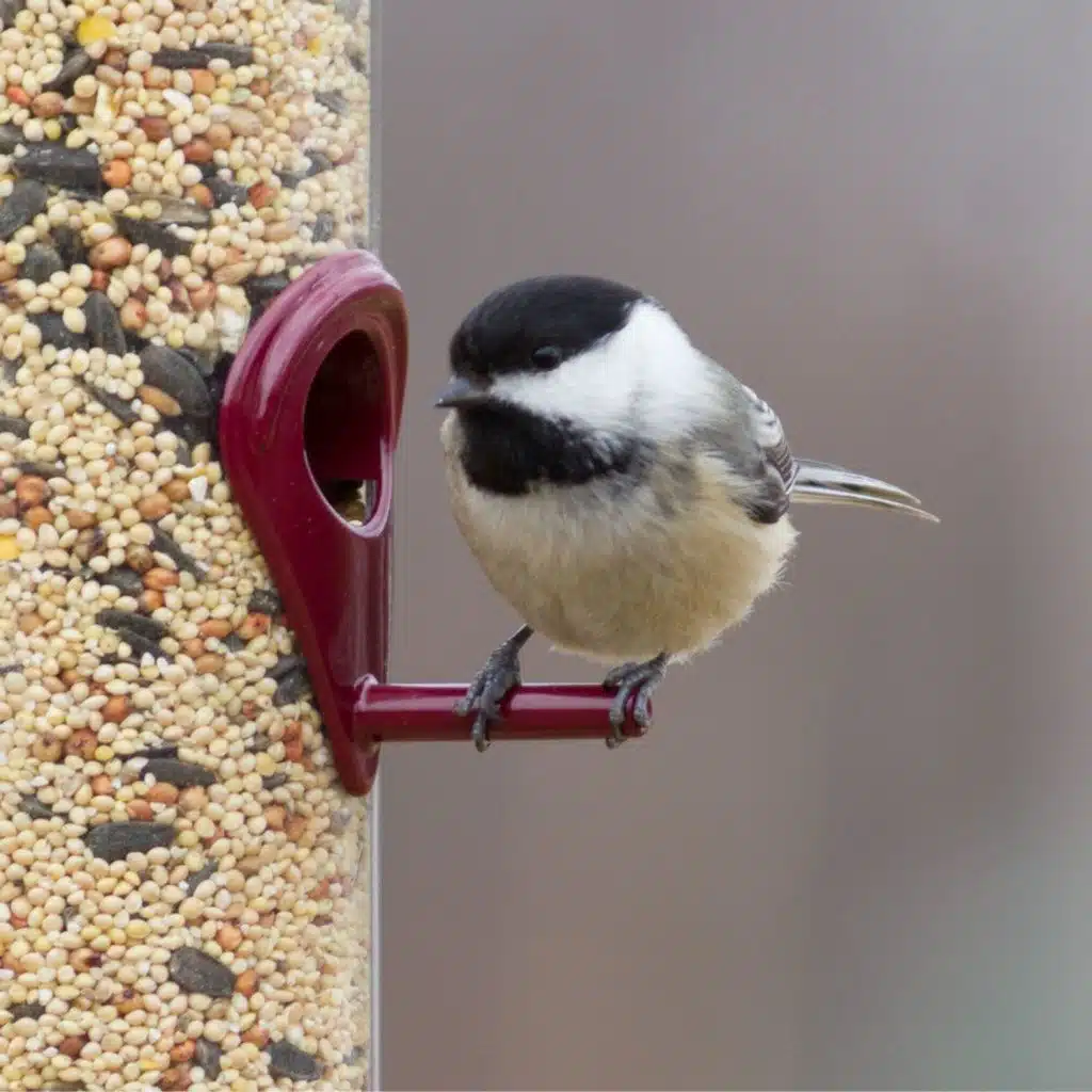 There's a BirdNote for that!