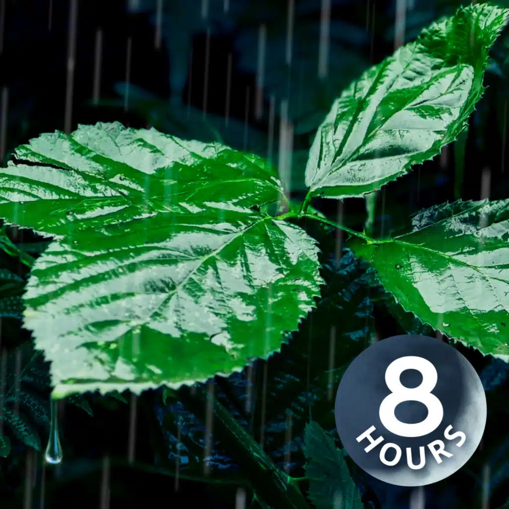 Relaxing Rain Noise for Sleep, Relaxation, & Total Tranquility 8-Hours