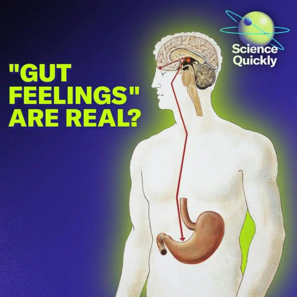 The Role Our Microbiome Plays In Our ‘Gut Feelings’