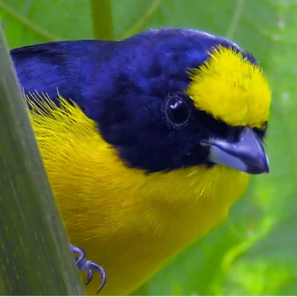 Thick-billed Euphonia – Deceitful Mimic
