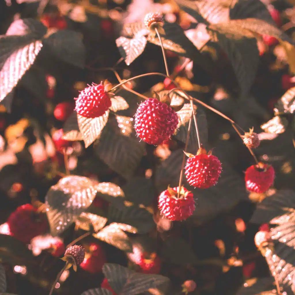 Framboise