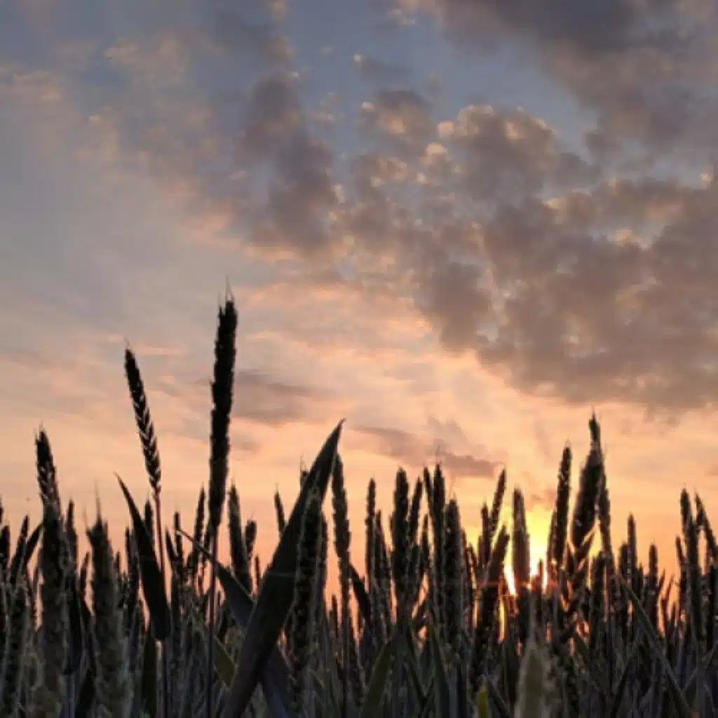 Ses péchés, ses nombreux péchés, sont pardonnés, ..." (Lc 7, 36-50)