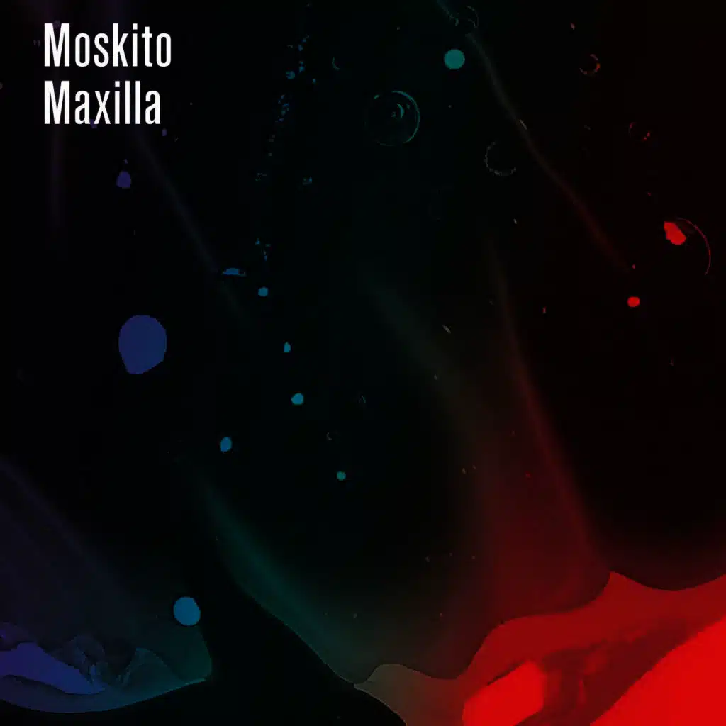 Maxilla