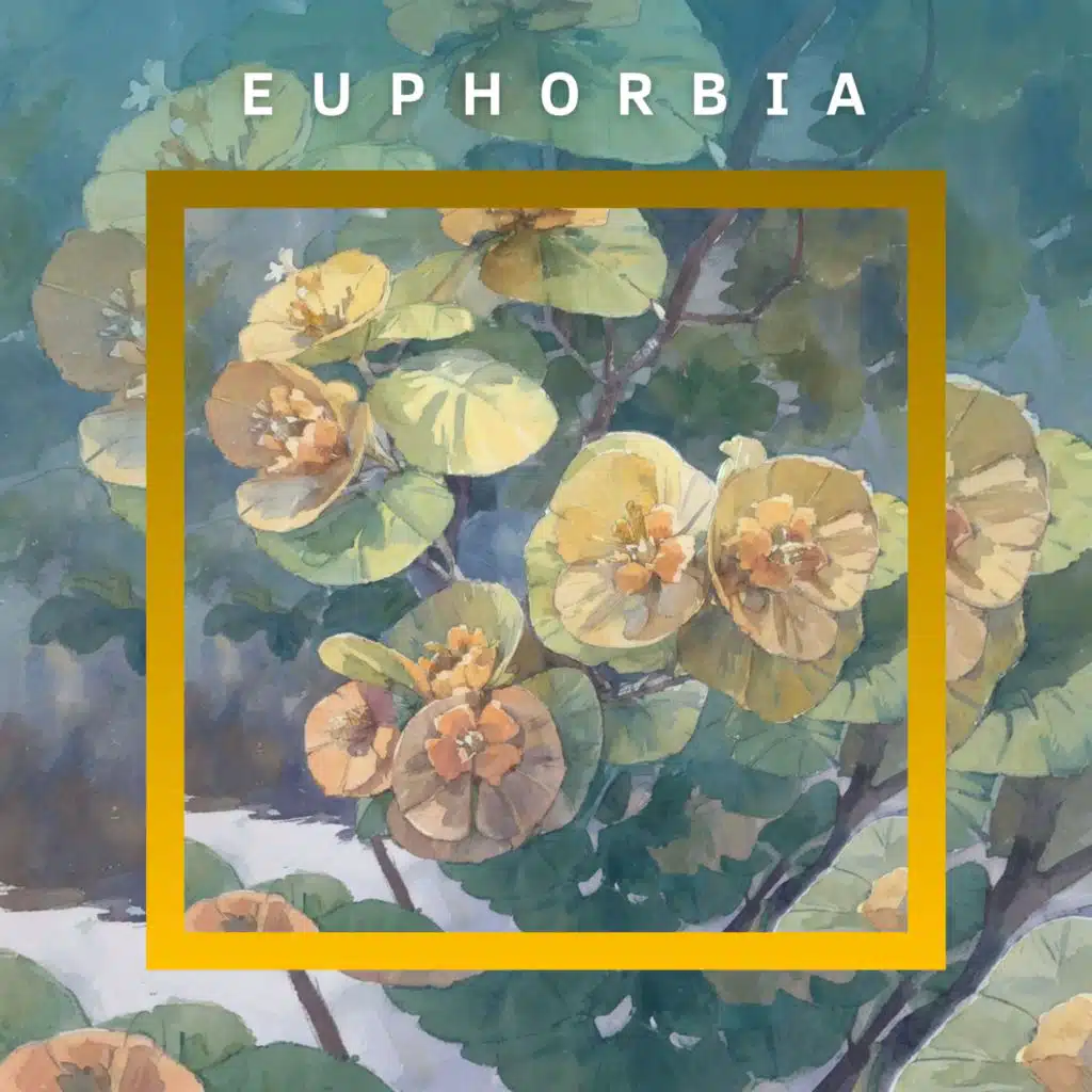 Euphorbia
