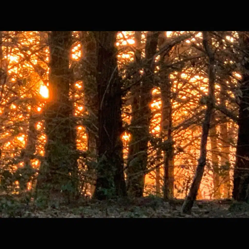 Hermetic Orange Blooms