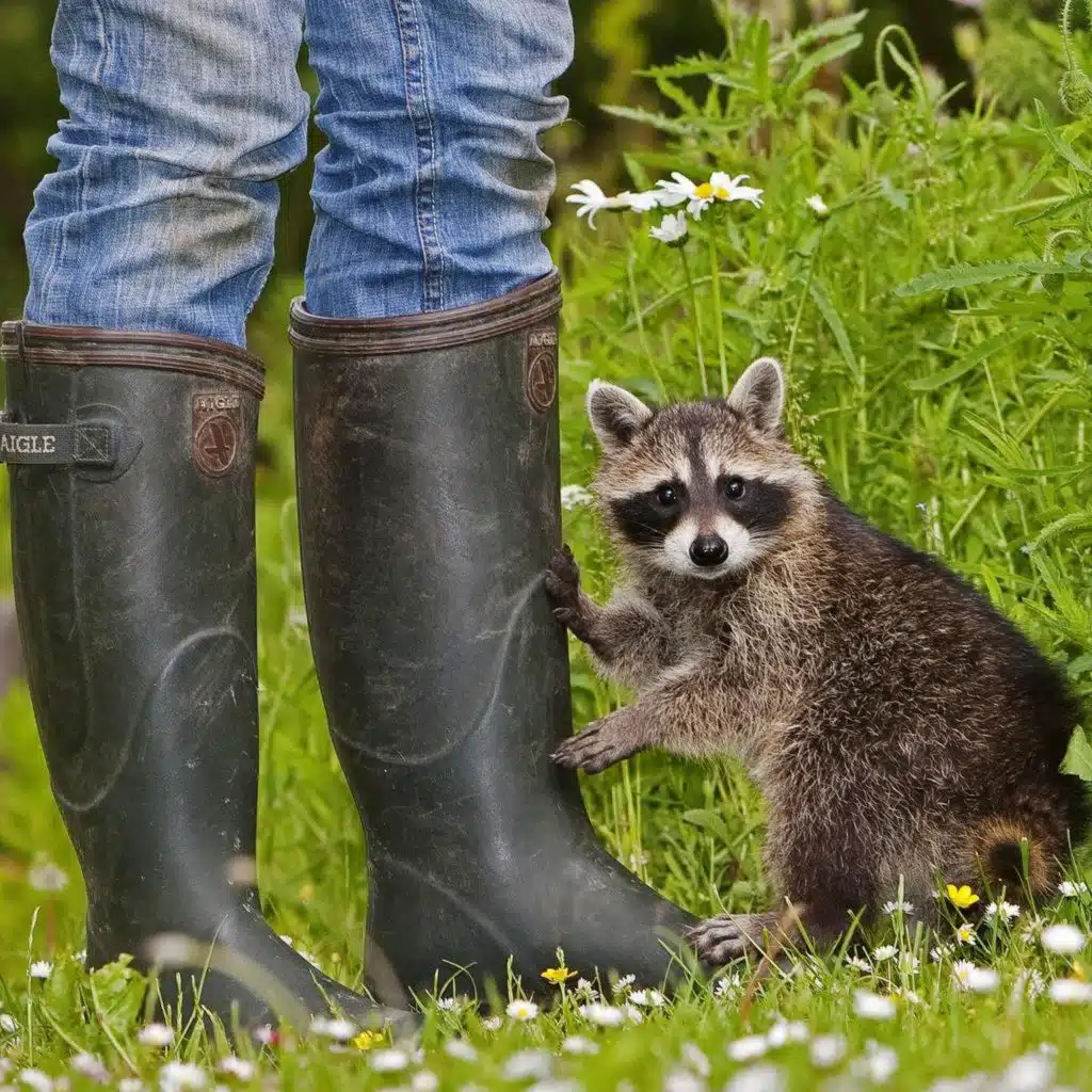 Wildtiermangement - Wie mit wilden Tieren leben?