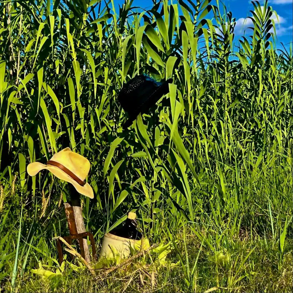 Crows in the Corn Patch