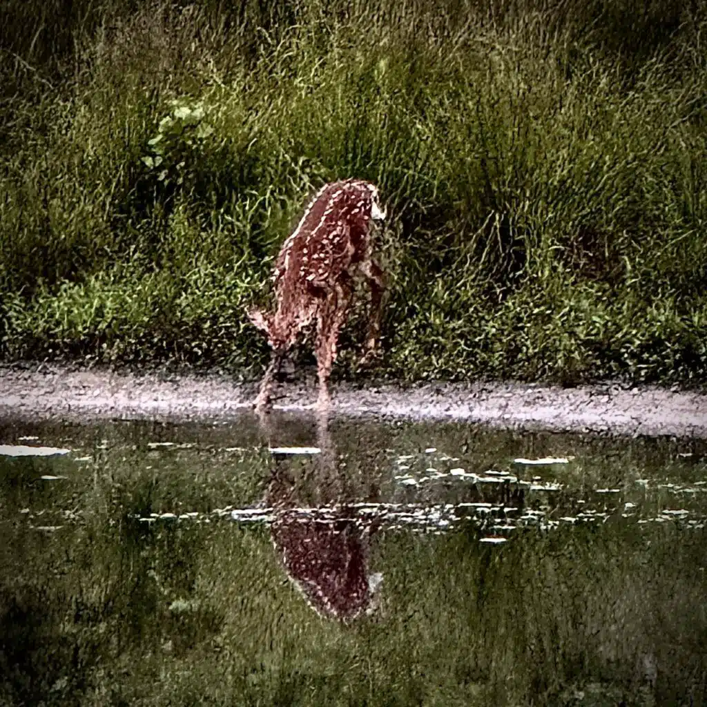 LazySunday//SurvivalGames