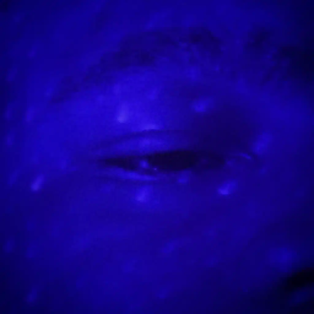 The Star (Official Vocals)