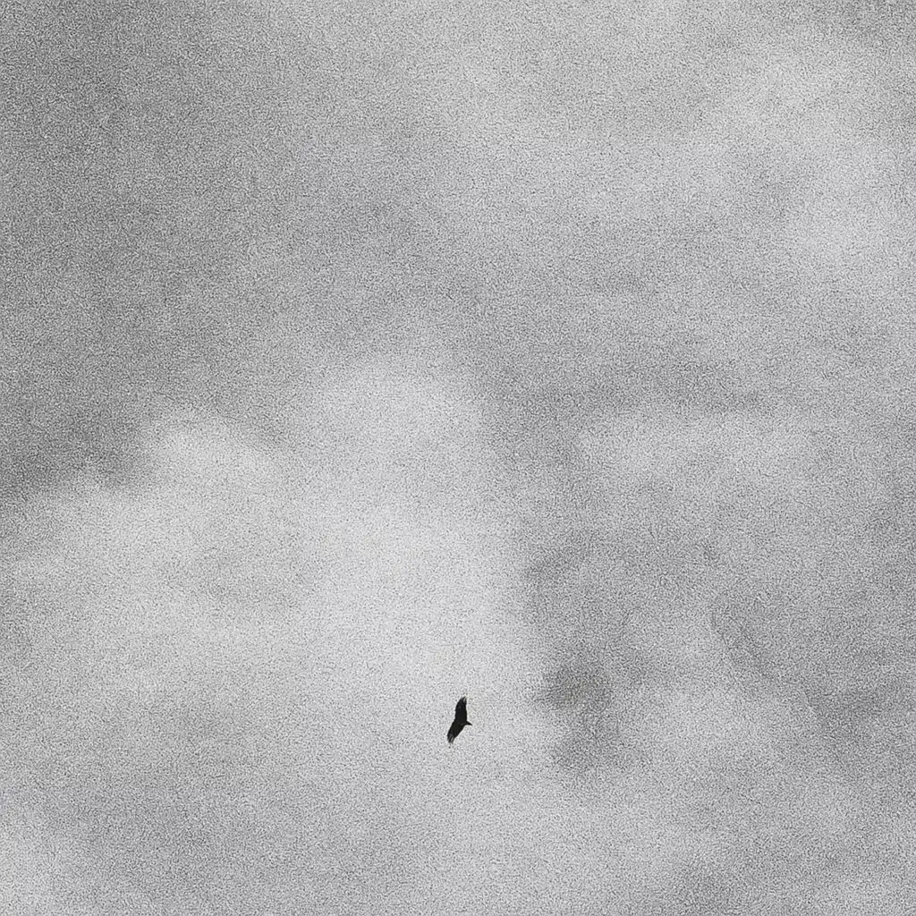 cuando los pájaros no cantan