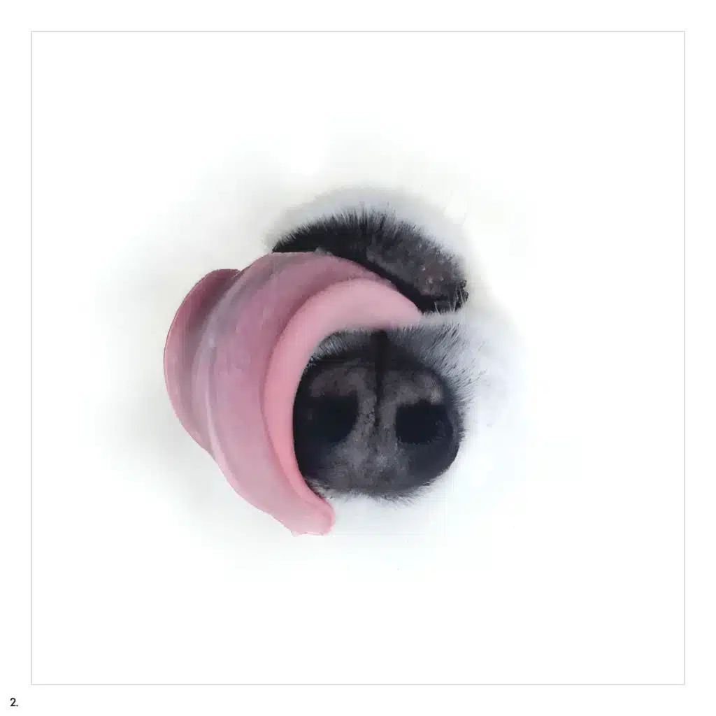 Dwynell Roland, P.O.S & YATA