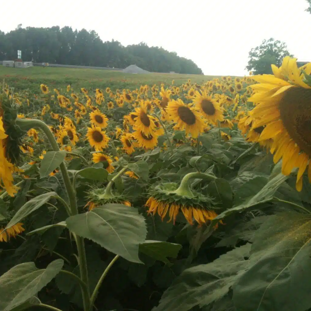 Jamaica Calling (Between the Crown and the Eagle)