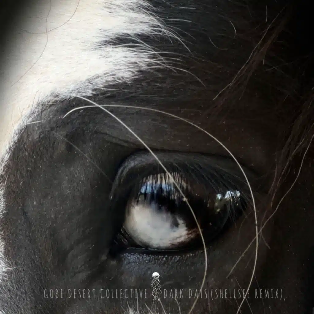 Gobi Desert Collective